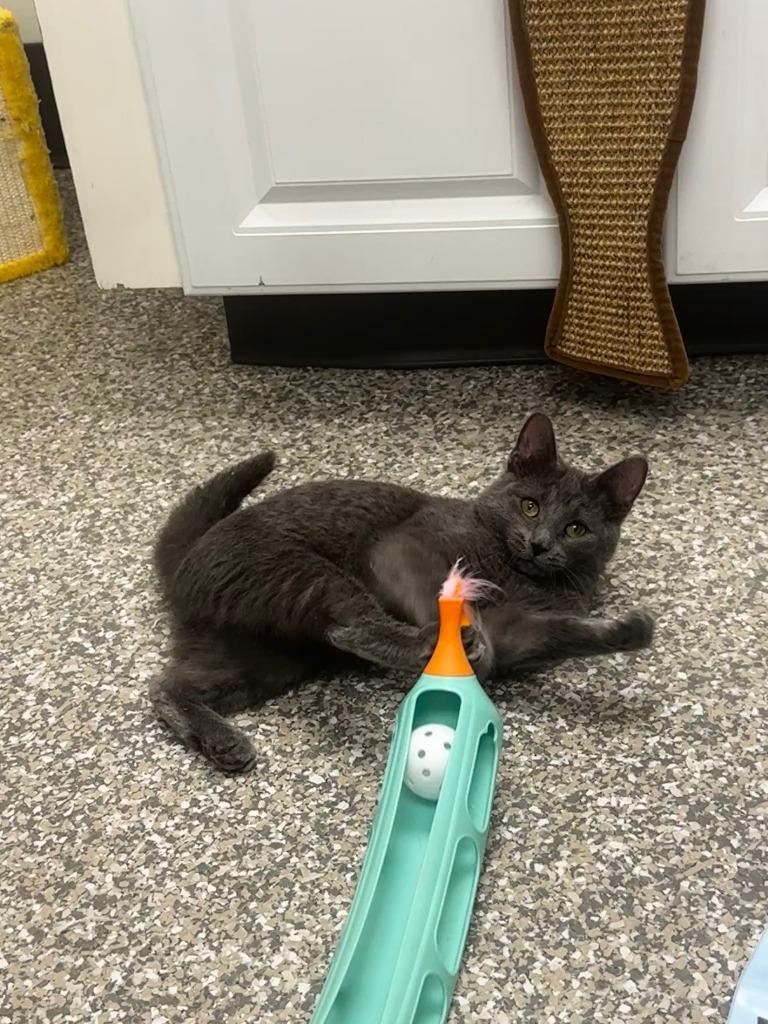 Enlarge Gem, a Adopted mixed breed in Findlay, OH image 3/4