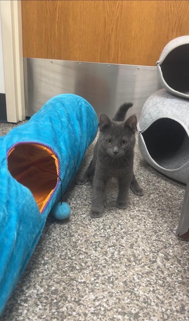 Enlarge Gem, a Adopted mixed breed in Findlay, OH image 4/4