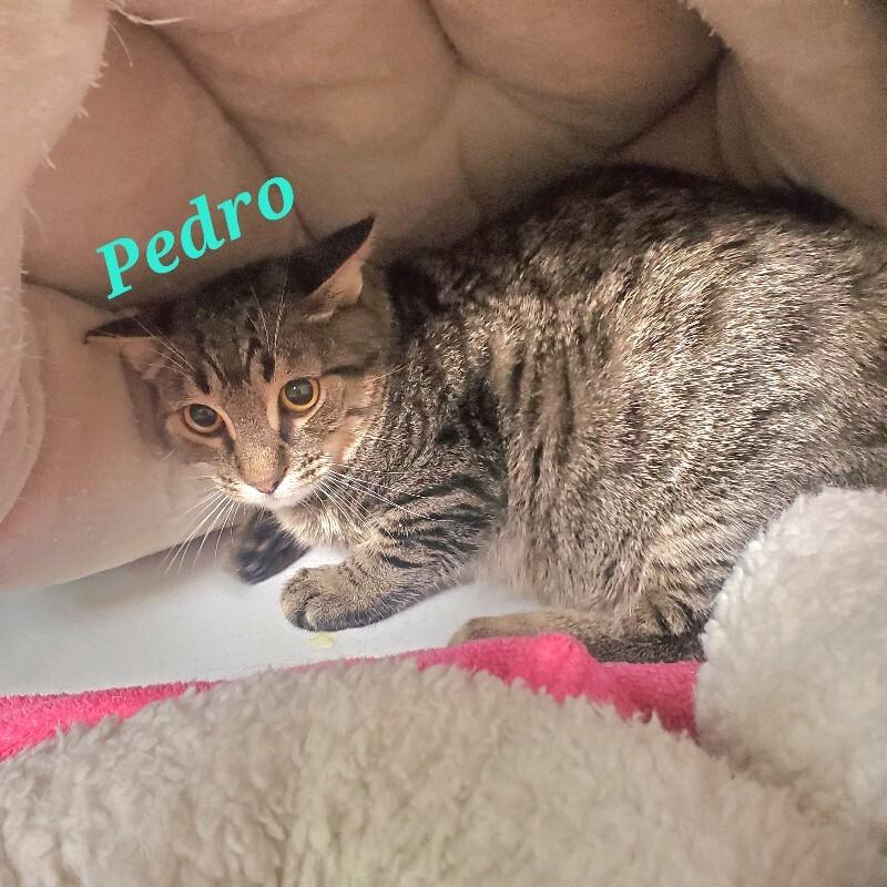 Pedro, Adoptable, Young Male Domestic Short Hair.