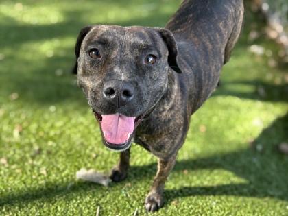 Enlarge Lotto, a Adoptable mixed breed in Gainesville, FL image 1/3