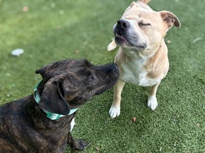 Enlarge Lotto, a Adoptable mixed breed in Gainesville, FL image 2/3