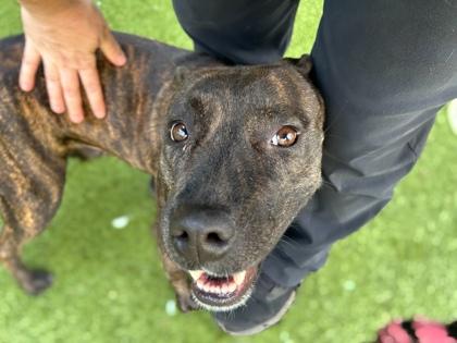 Enlarge Lotto, a Adoptable mixed breed in Gainesville, FL image 3/3