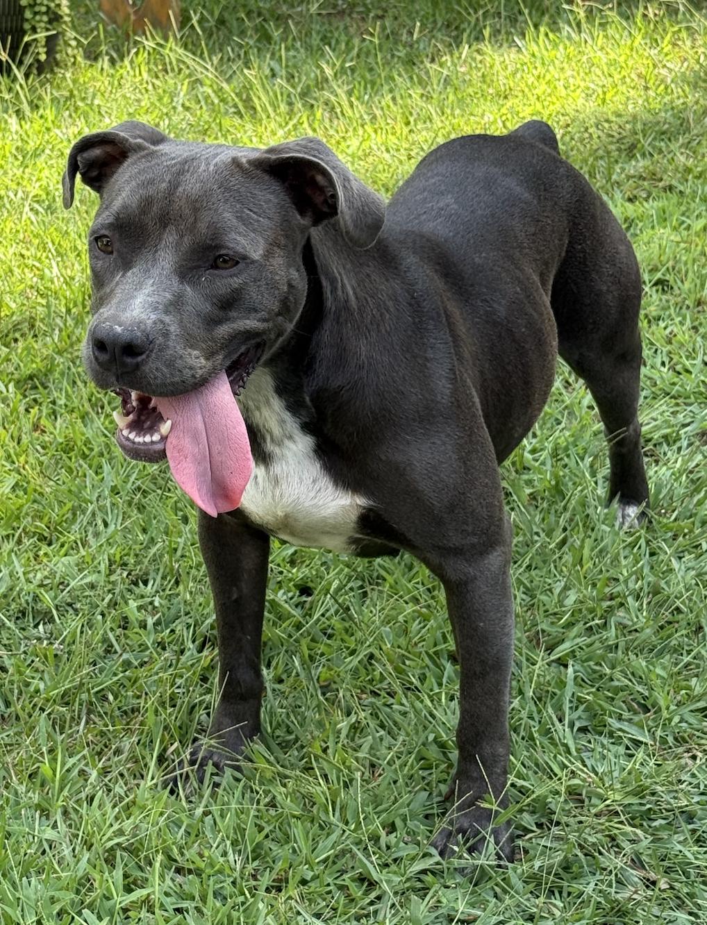 Fireheart Desperately needs Foster/Adopter, Adoptable, Young Female American Staffordshire Terrier.