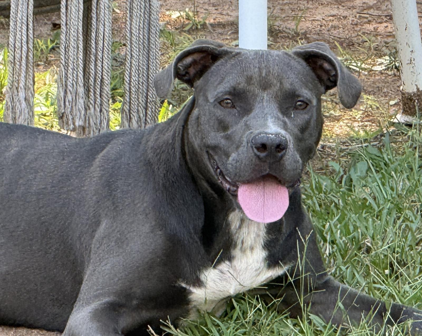 Enlarge Fireheart Desperately needs Foster/Adopter, a Adoptable American Staffordshire Terrier in Decatur, GA image 2/3