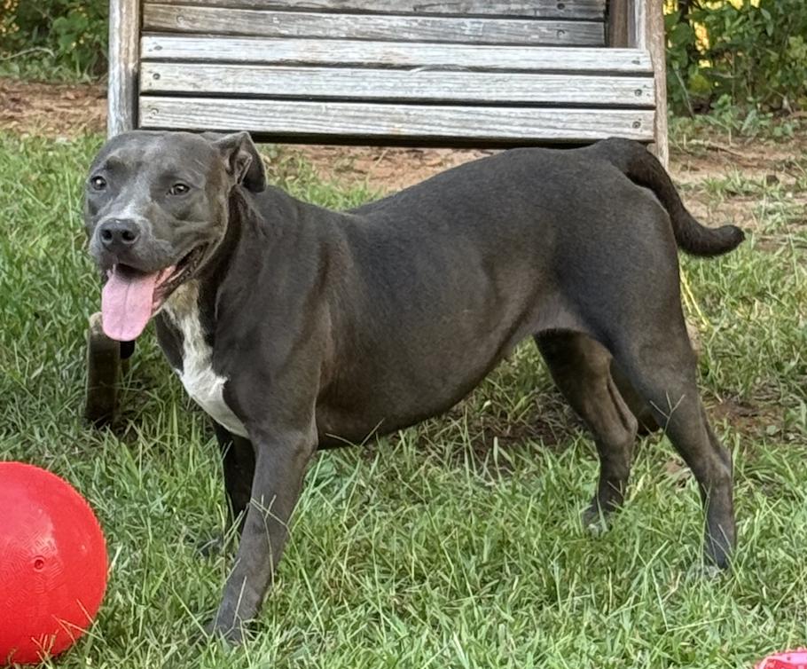 Enlarge Fireheart Desperately needs Foster/Adopter, a Adoptable American Staffordshire Terrier in Decatur, GA image 3/3
