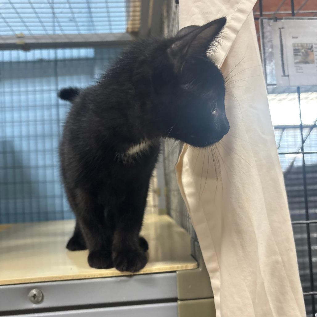 Nugget, Adoptable, Kitten Male American Shorthair.