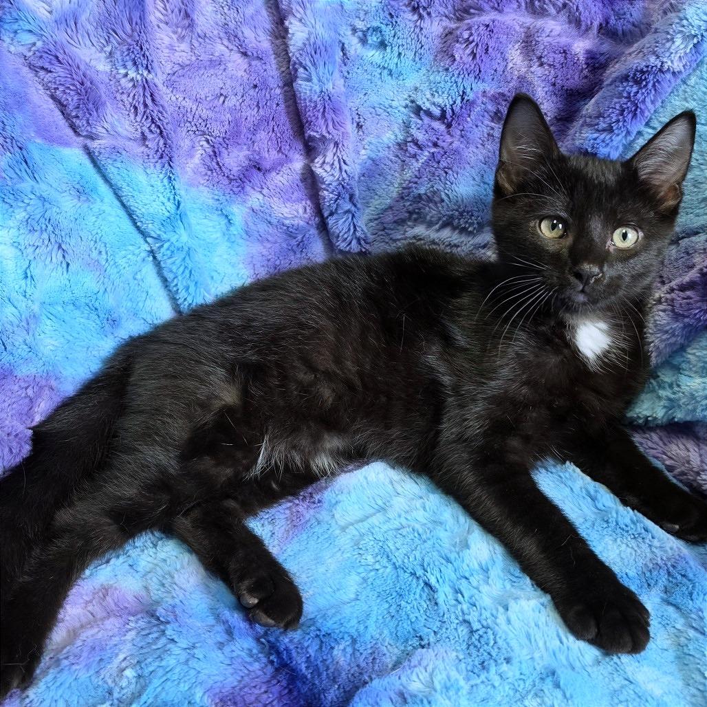 Enlarge Nugget, a Adoptable American Shorthair in Tipton, IA image 2/2