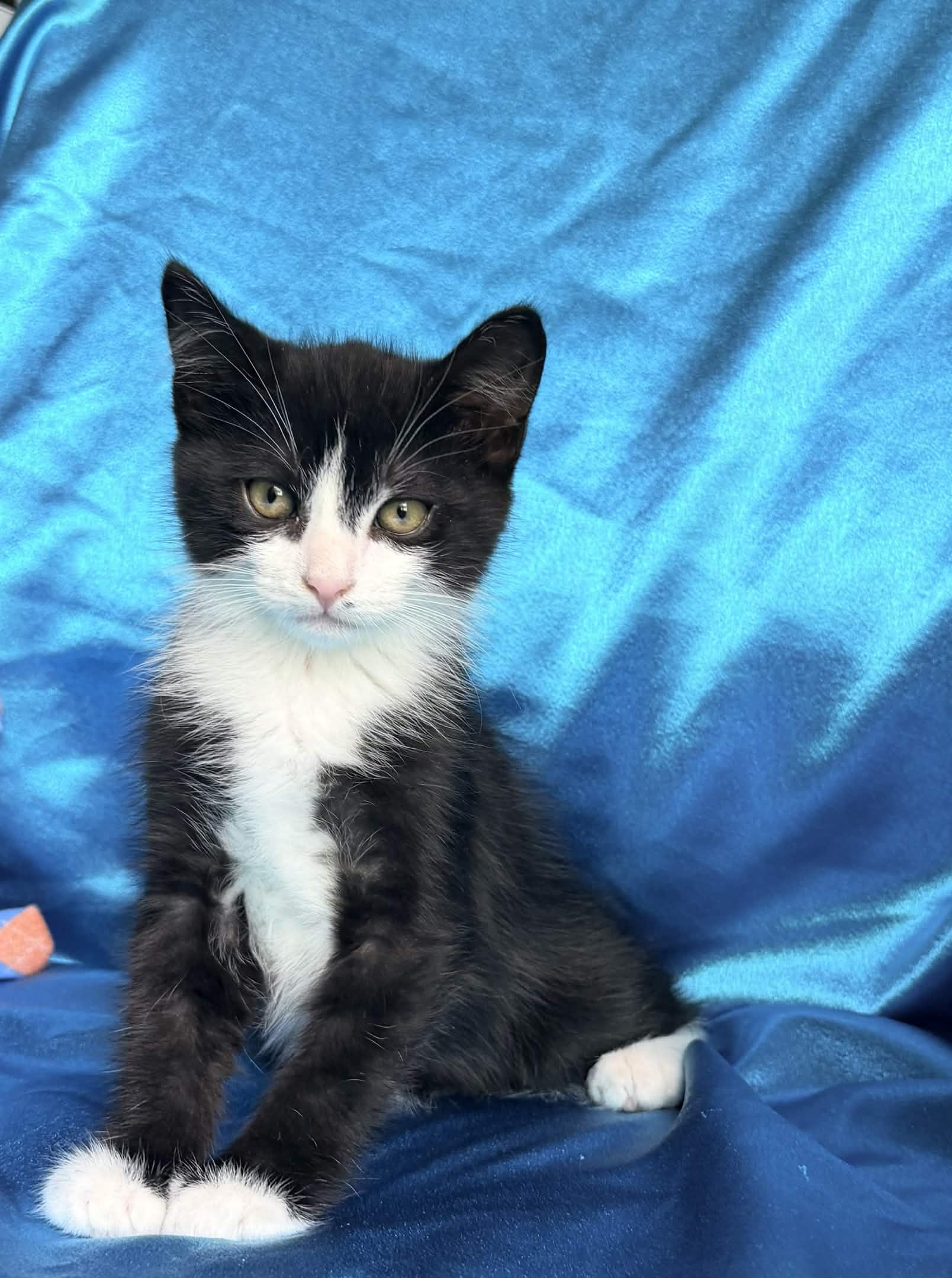 Enlarge FRANK, an adopted Domestic Short Hair in Rowland Heights, CA image 3/6