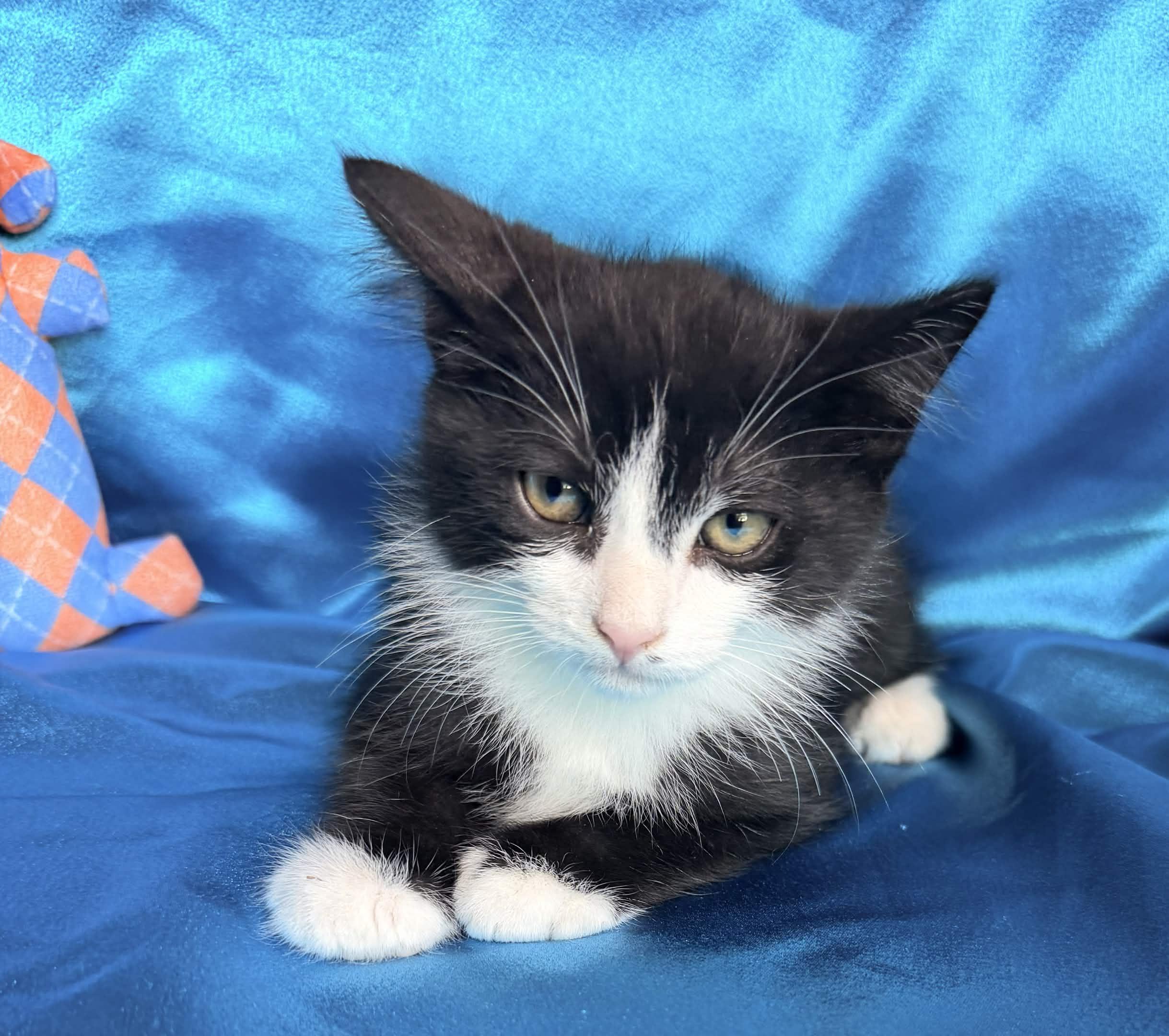 Enlarge FRANK, an adopted Domestic Short Hair in Rowland Heights, CA image 2/6