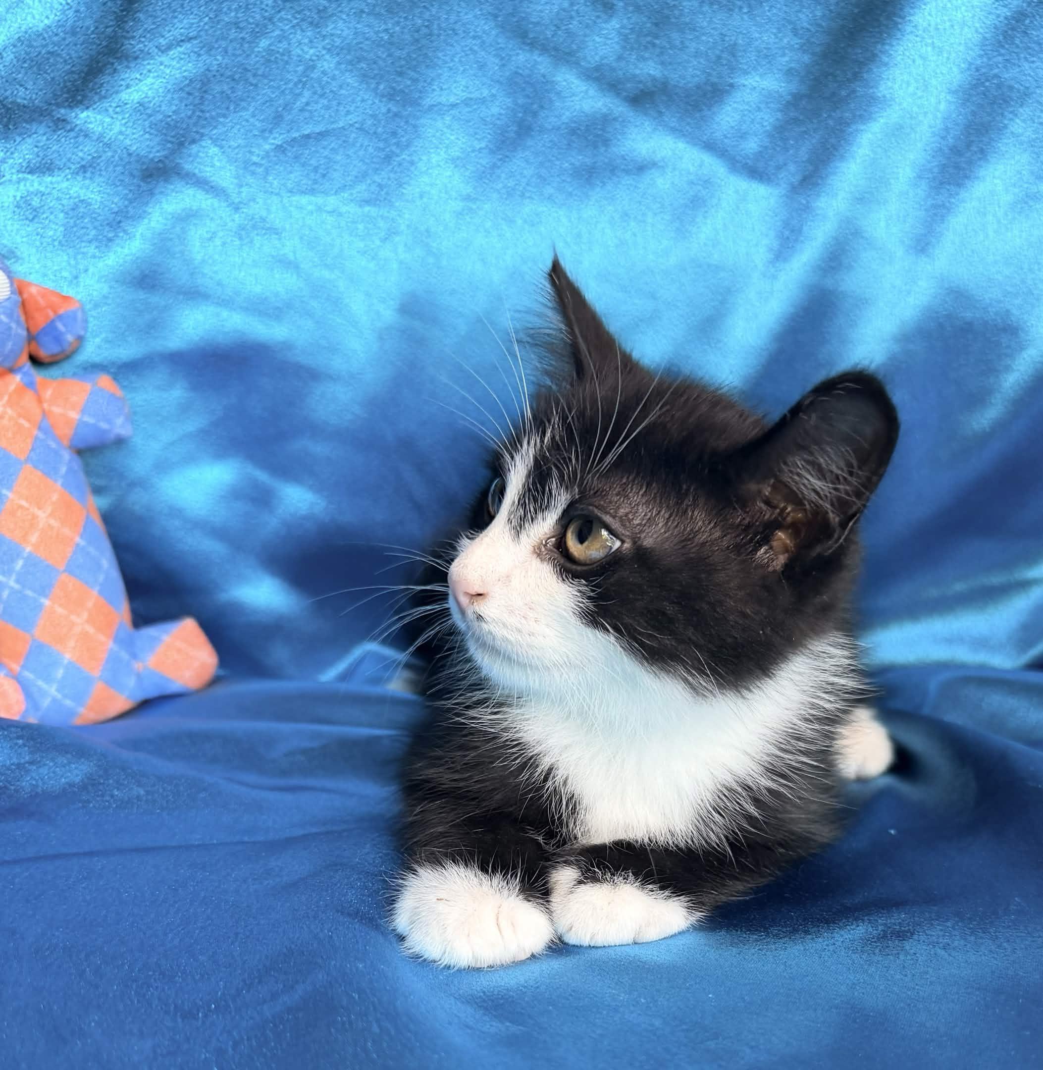 Enlarge FRANK, an adopted Domestic Short Hair in Rowland Heights, CA image 4/6