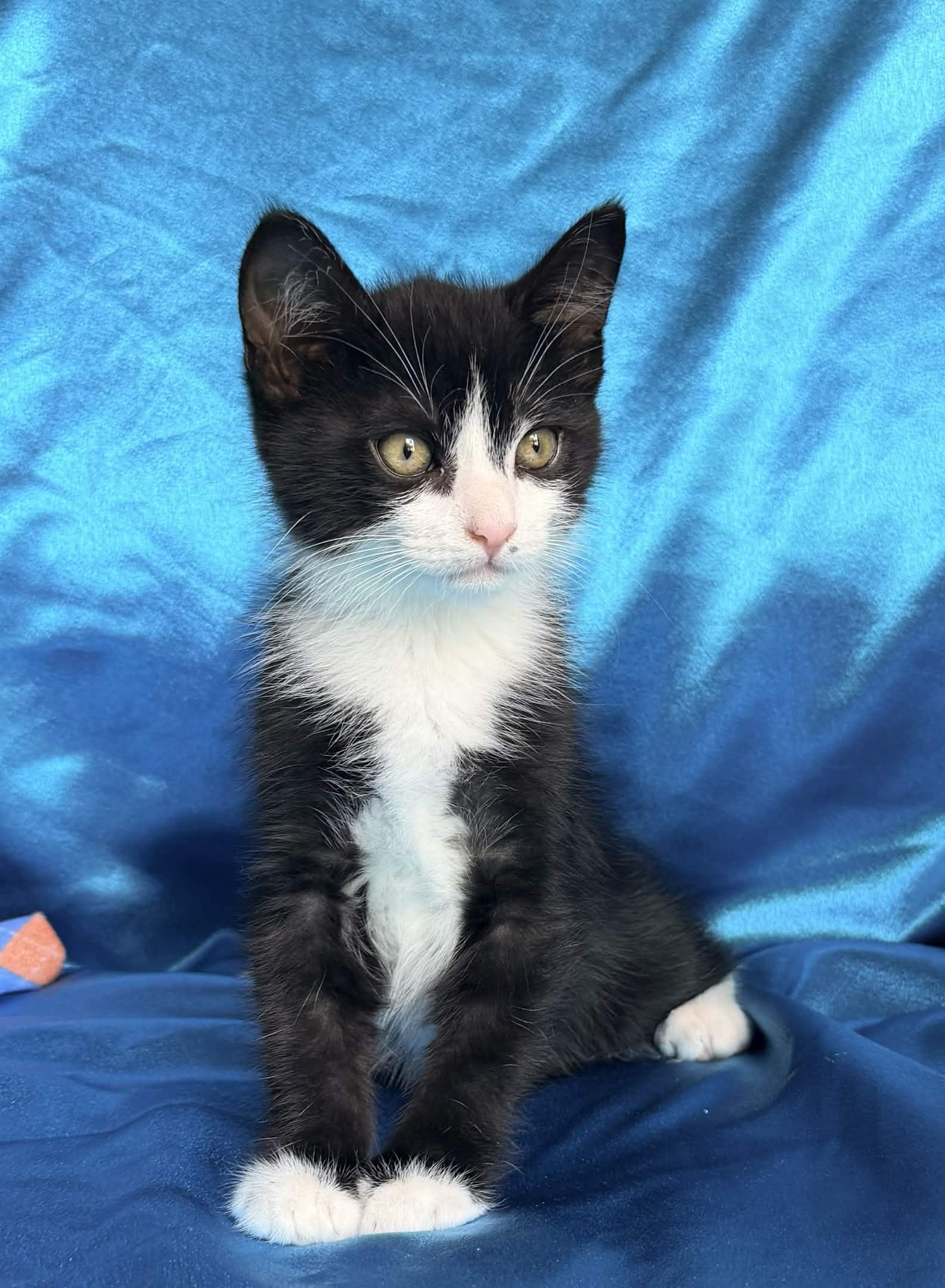 Enlarge FRANK, an adopted Domestic Short Hair in Rowland Heights, CA image 5/6