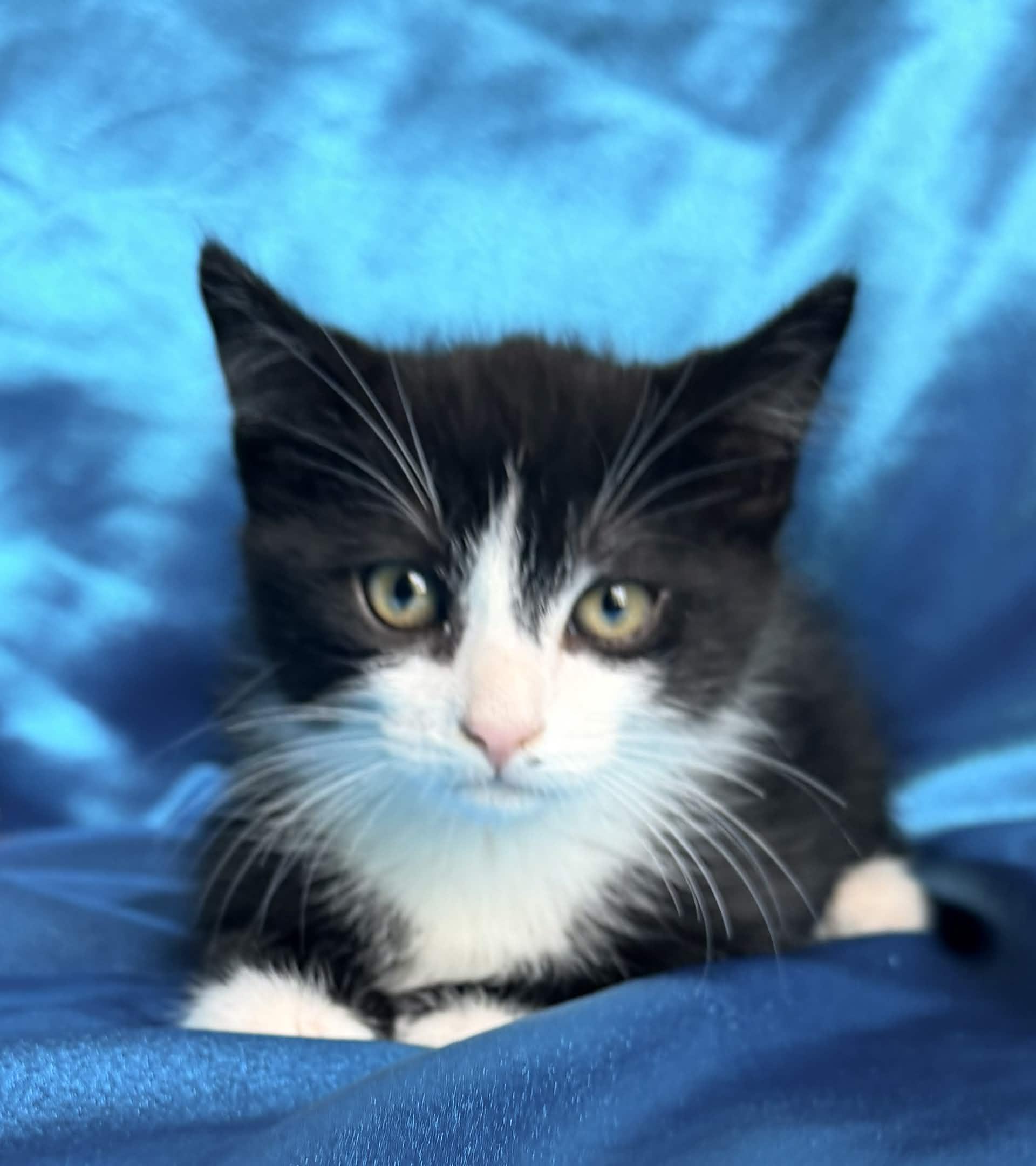 Enlarge FRANK, an adopted Domestic Short Hair in Rowland Heights, CA image 6/6