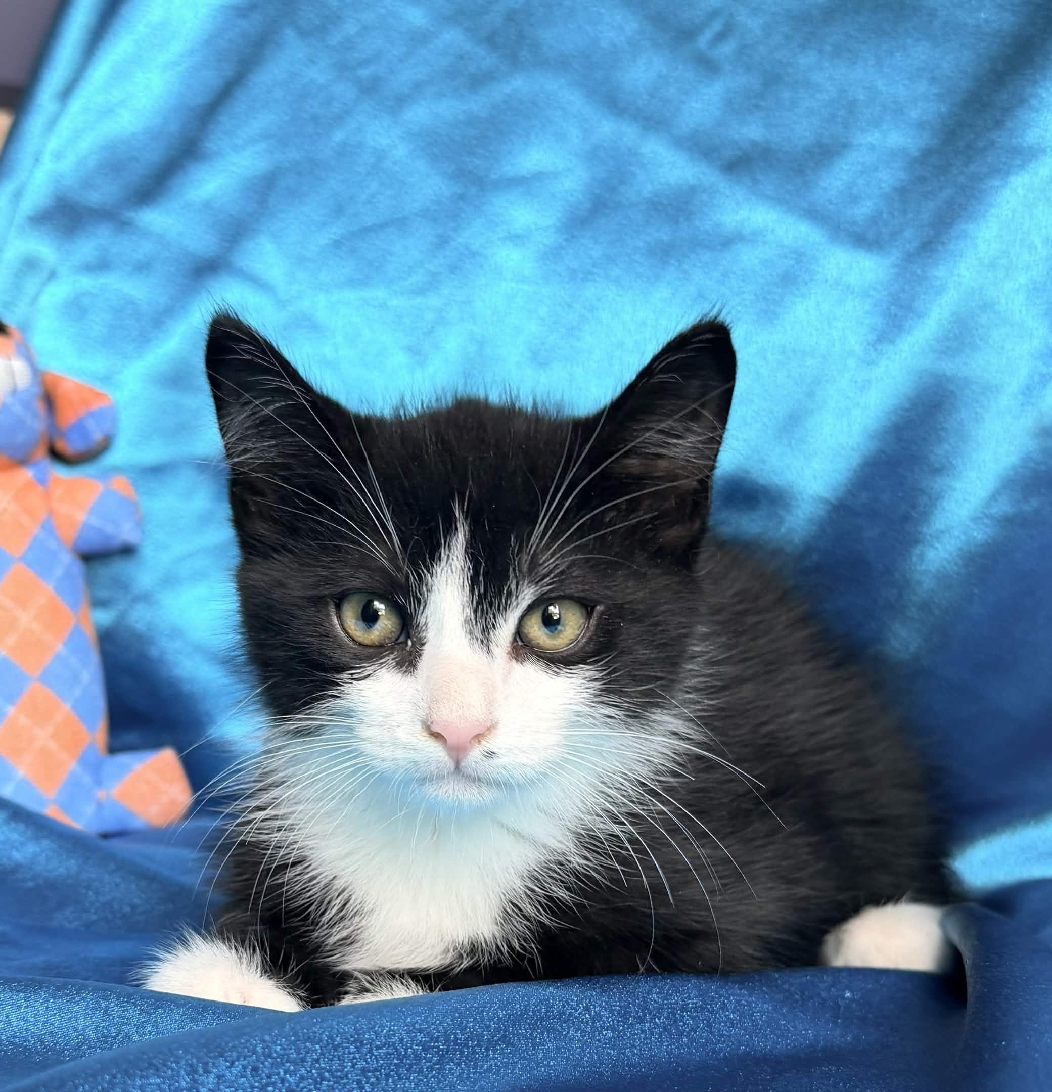 Enlarge FRANK, an adopted Domestic Short Hair in Rowland Heights, CA image 1/6