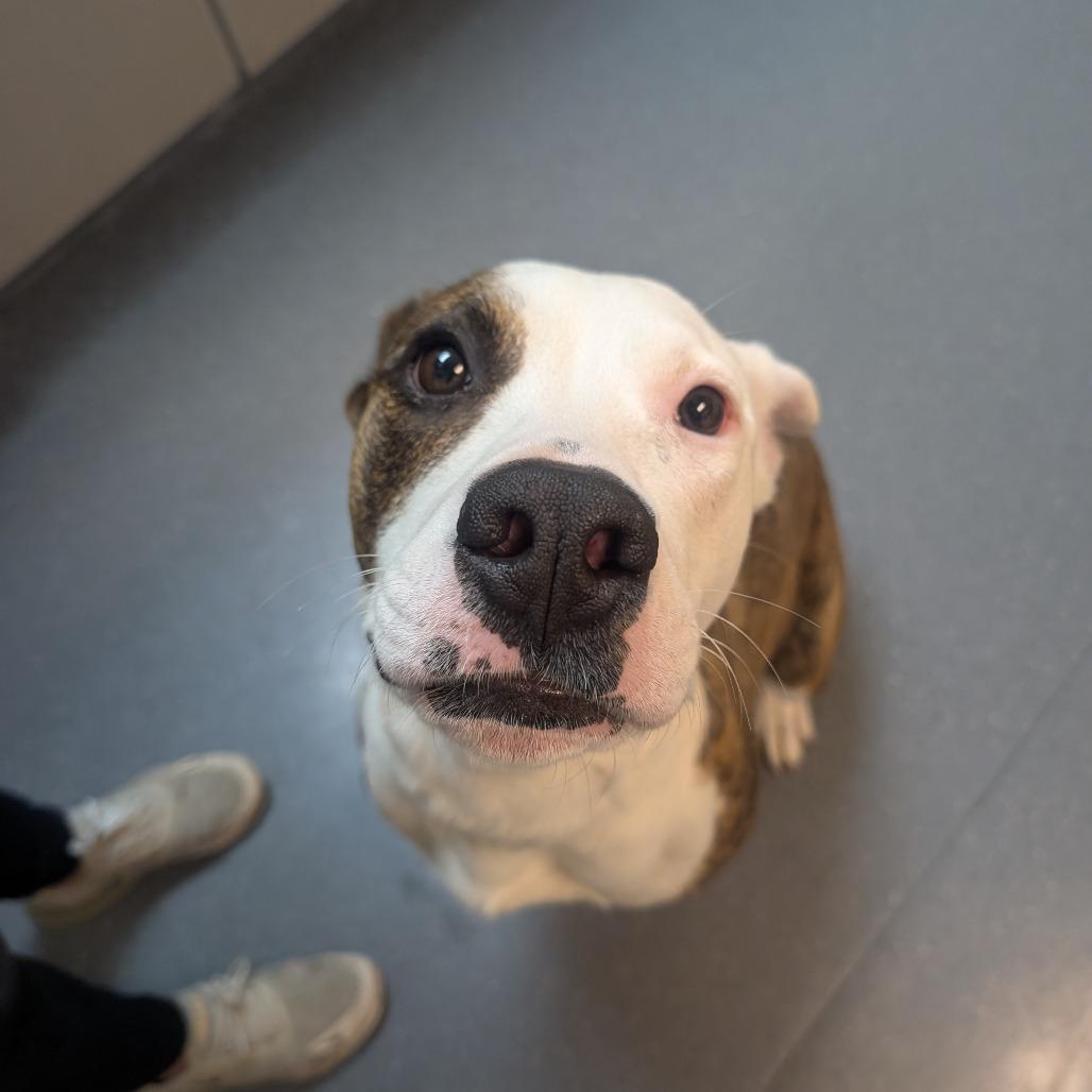 Enlarge Polly Pocket, a Adoptable mixed breed in Albuquerque, NM image 1/6