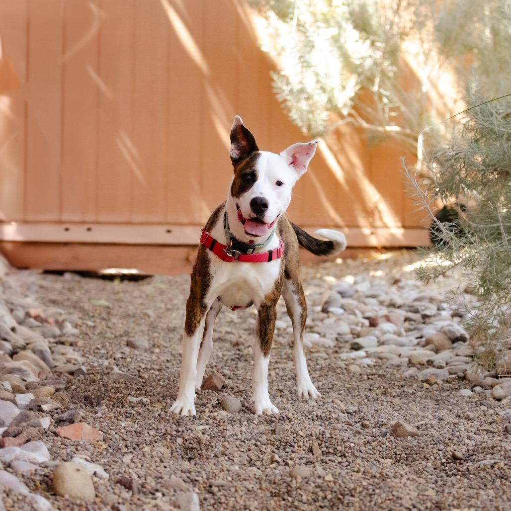 Enlarge Polly Pocket, a Adoptable mixed breed in Albuquerque, NM image 2/6