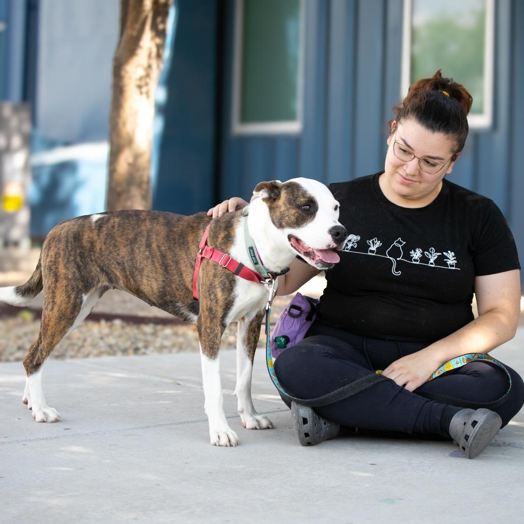 Enlarge Polly Pocket, a Adoptable mixed breed in Albuquerque, NM image 4/6