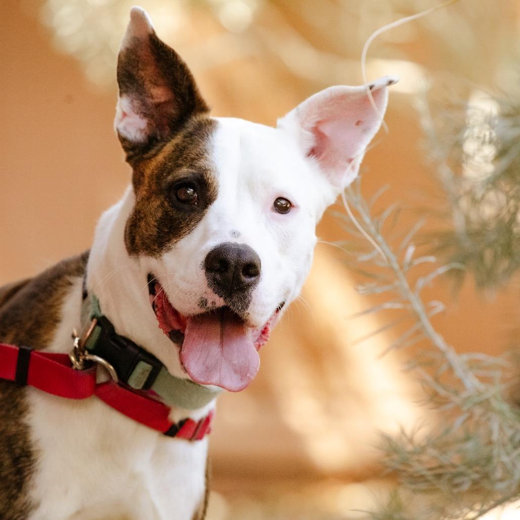 Enlarge Polly Pocket, a Adoptable mixed breed in Albuquerque, NM image 5/6