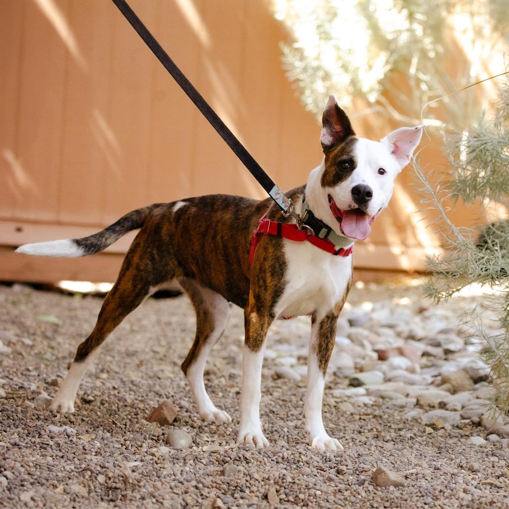 Enlarge Polly Pocket, a Adoptable mixed breed in Albuquerque, NM image 6/6