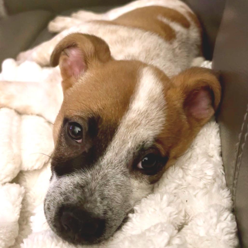 Barkley, Adoptable, Puppy Male Cattle Dog.