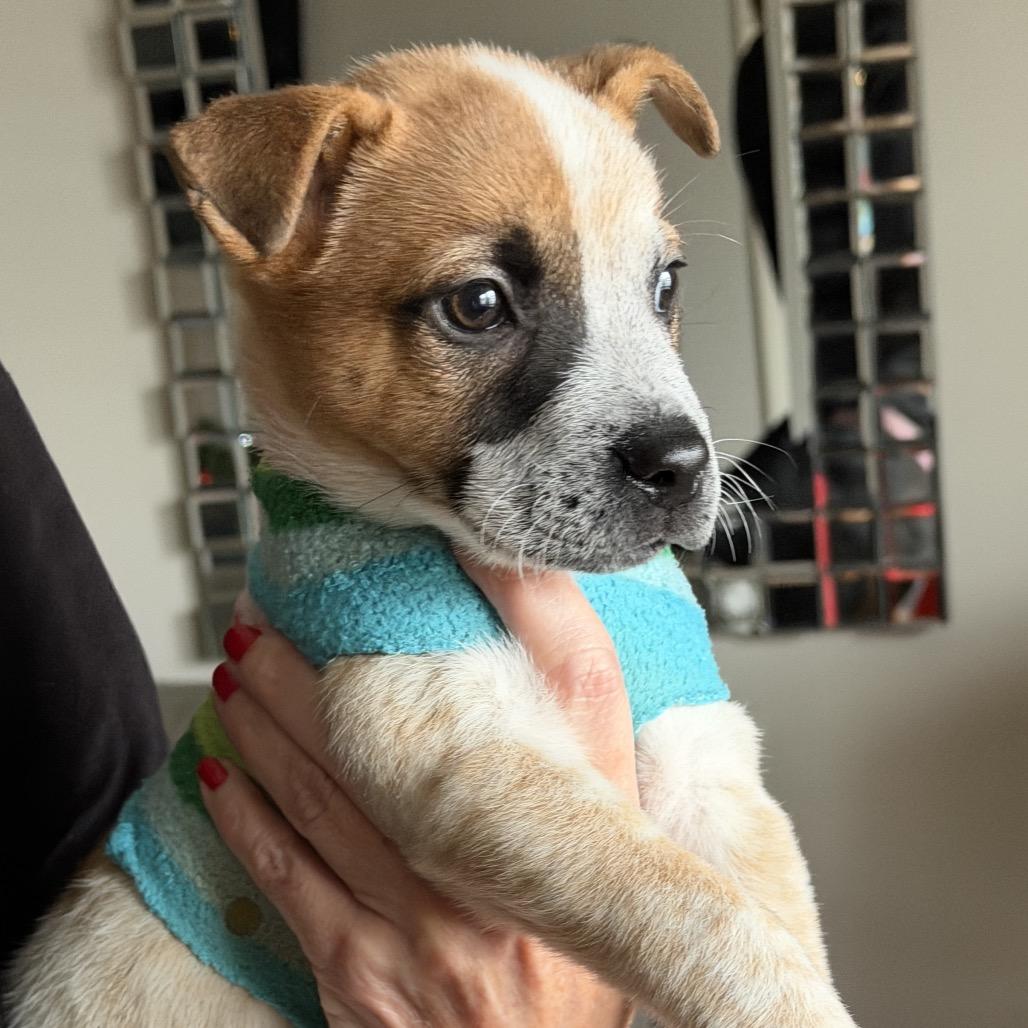 Enlarge Barkley, a Adoptable Cattle Dog in La Grange, KY image 5/5