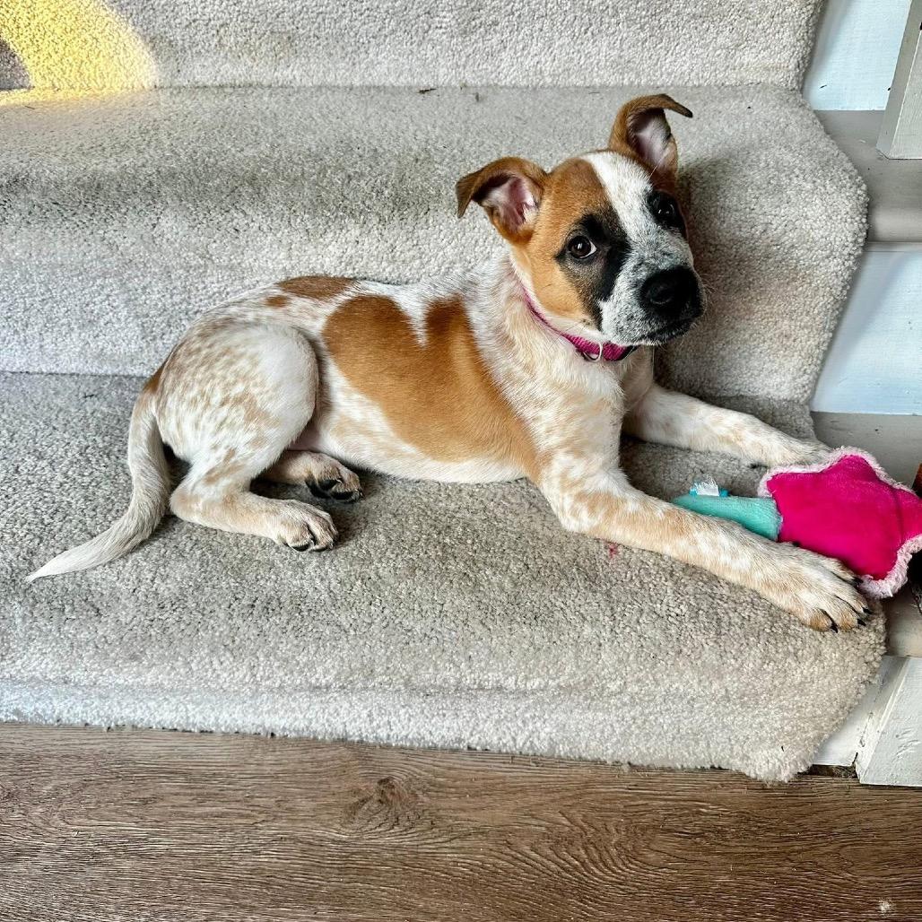 Barkley, Adoptable, Puppy Male Cattle Dog.