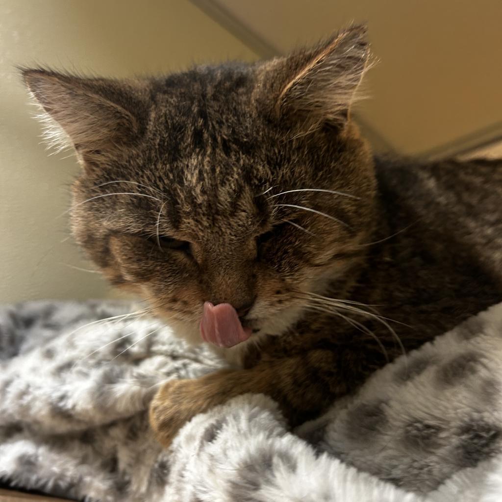 Herbert, Adoptable, Senior Male Domestic Short Hair.