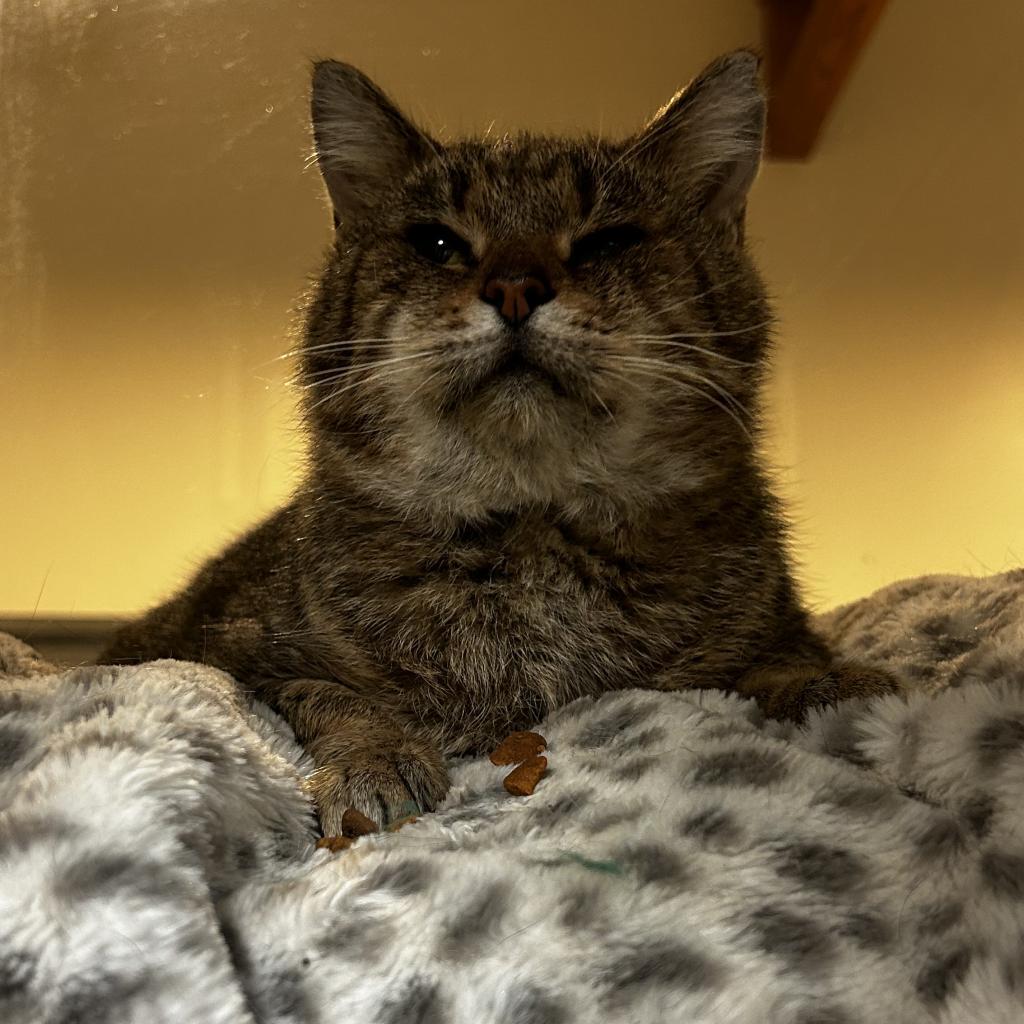 Enlarge Herbert, a Adoptable Domestic Short Hair in Sherwood, OR image 2/5