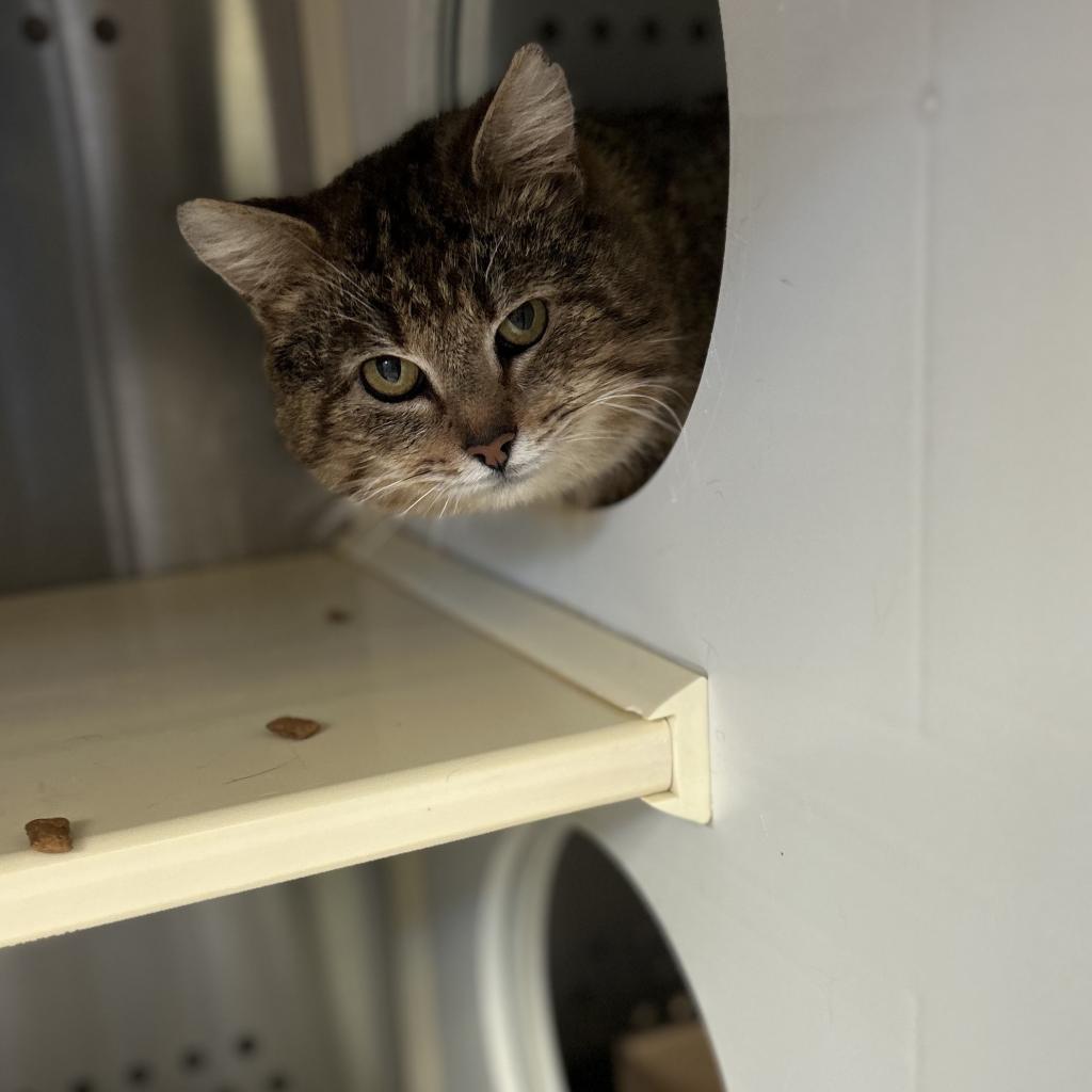 Enlarge Herbert, a Adoptable Domestic Short Hair in Sherwood, OR image 3/5