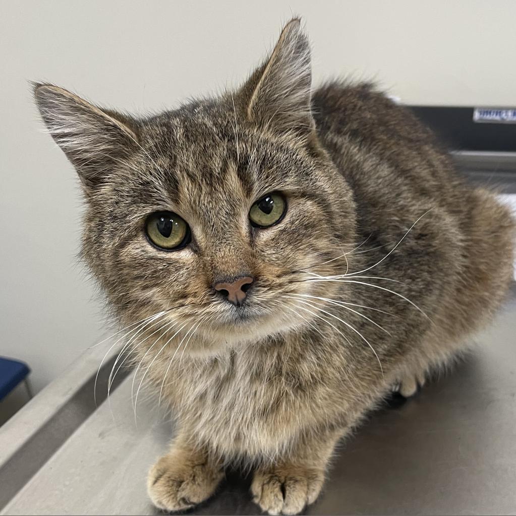 Enlarge Herbert, a Adoptable Domestic Short Hair in Sherwood, OR image 4/5