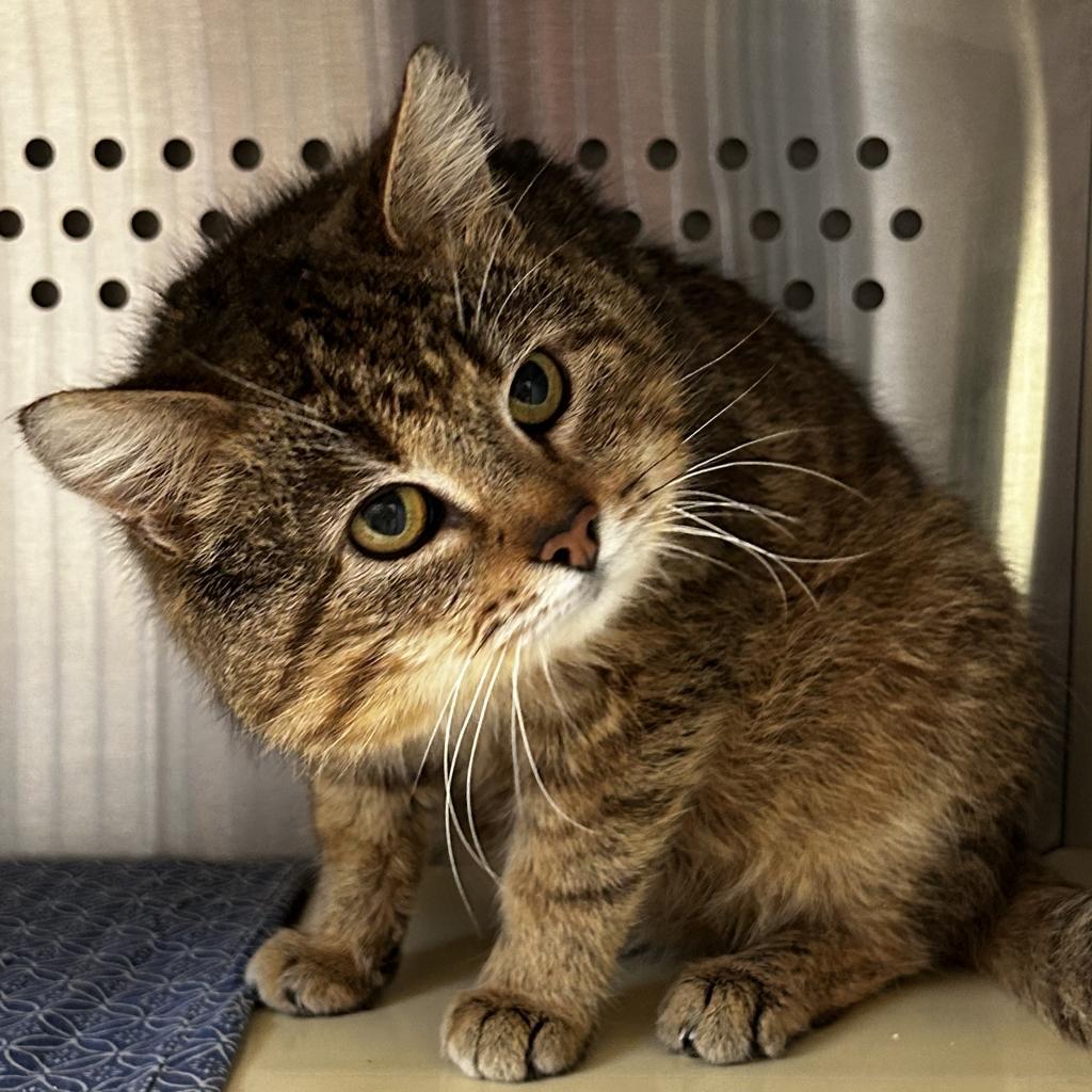 Enlarge Herbert, a Adoptable Domestic Short Hair in Sherwood, OR image 5/5