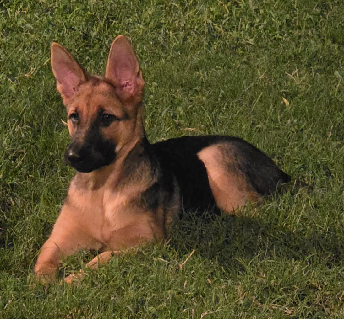 Summar, an adopted German Shepherd Dog in Dallas, TX image 2/5