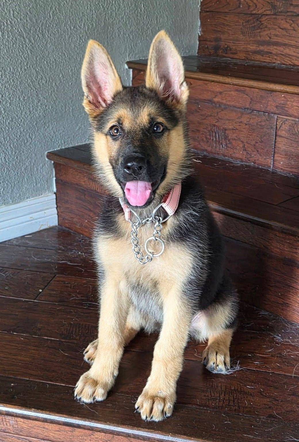 Summar, an adopted German Shepherd Dog in Dallas, TX image 4/5