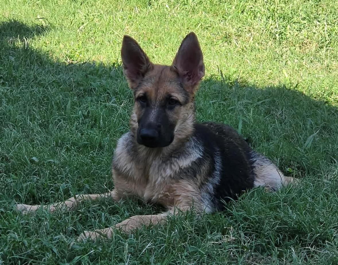 Summar, adopted, Puppy Female German Shepherd Dog.