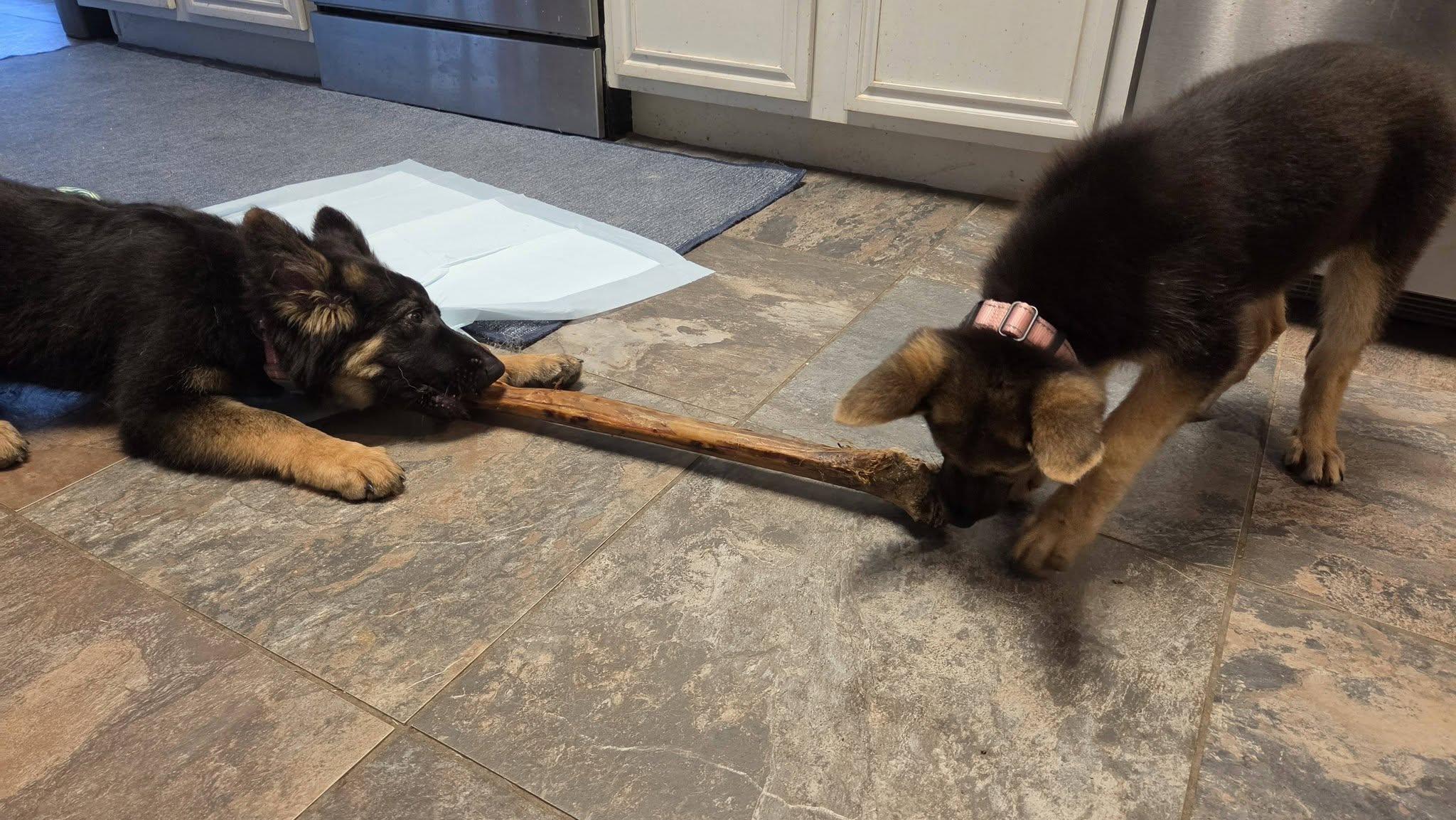 Summar, an adopted German Shepherd Dog in Dallas, TX image 3/5