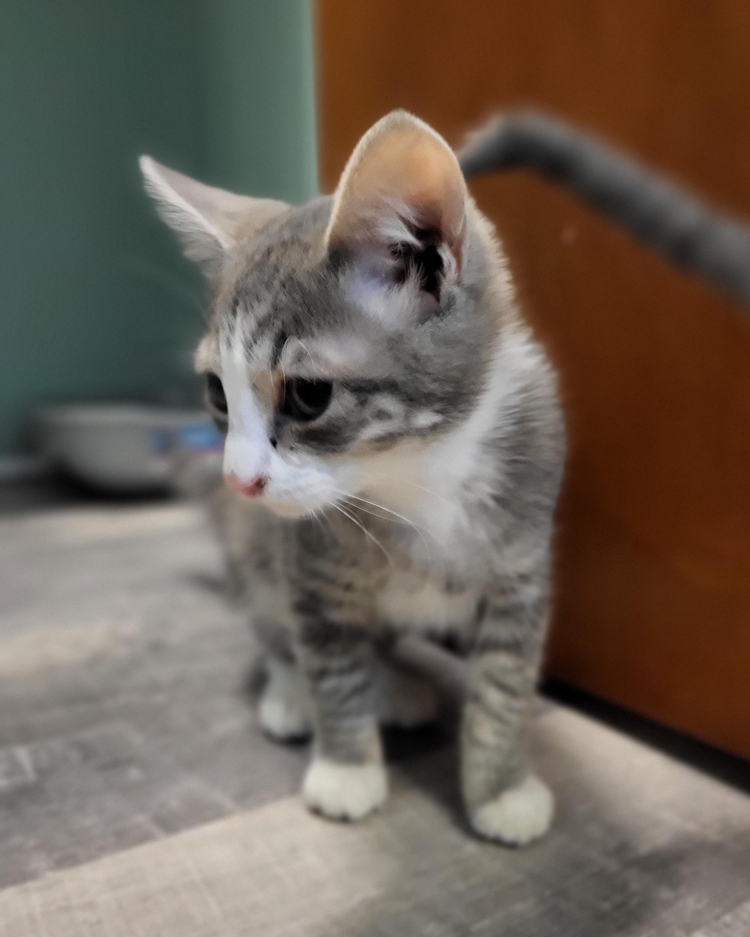 Woodford, a Adopted mixed breed in Knoxville, TN image 2/4
