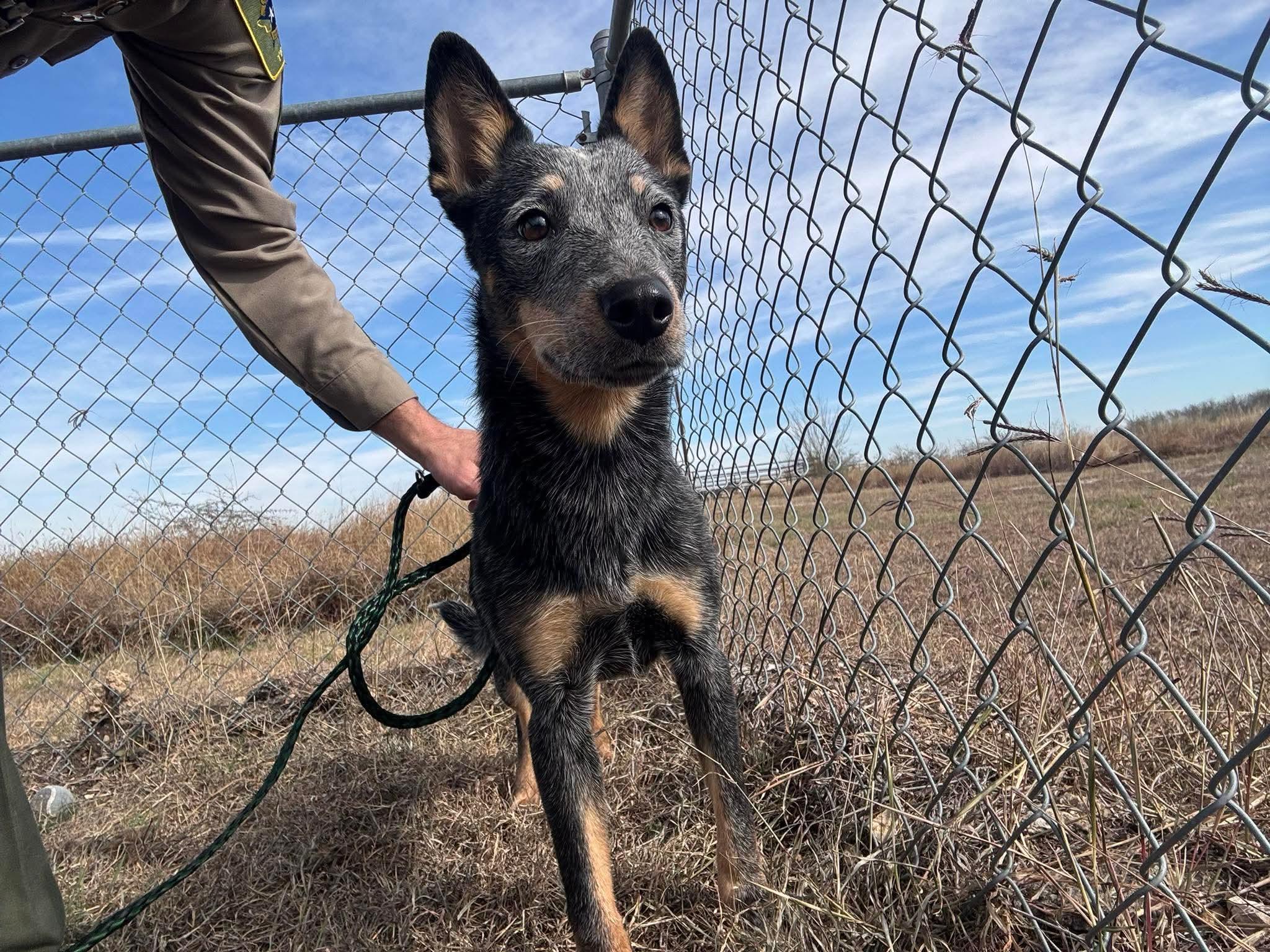 Enlarge Daphne Bridgerton, an adopted mixed breed in Luling, TX image 3/5