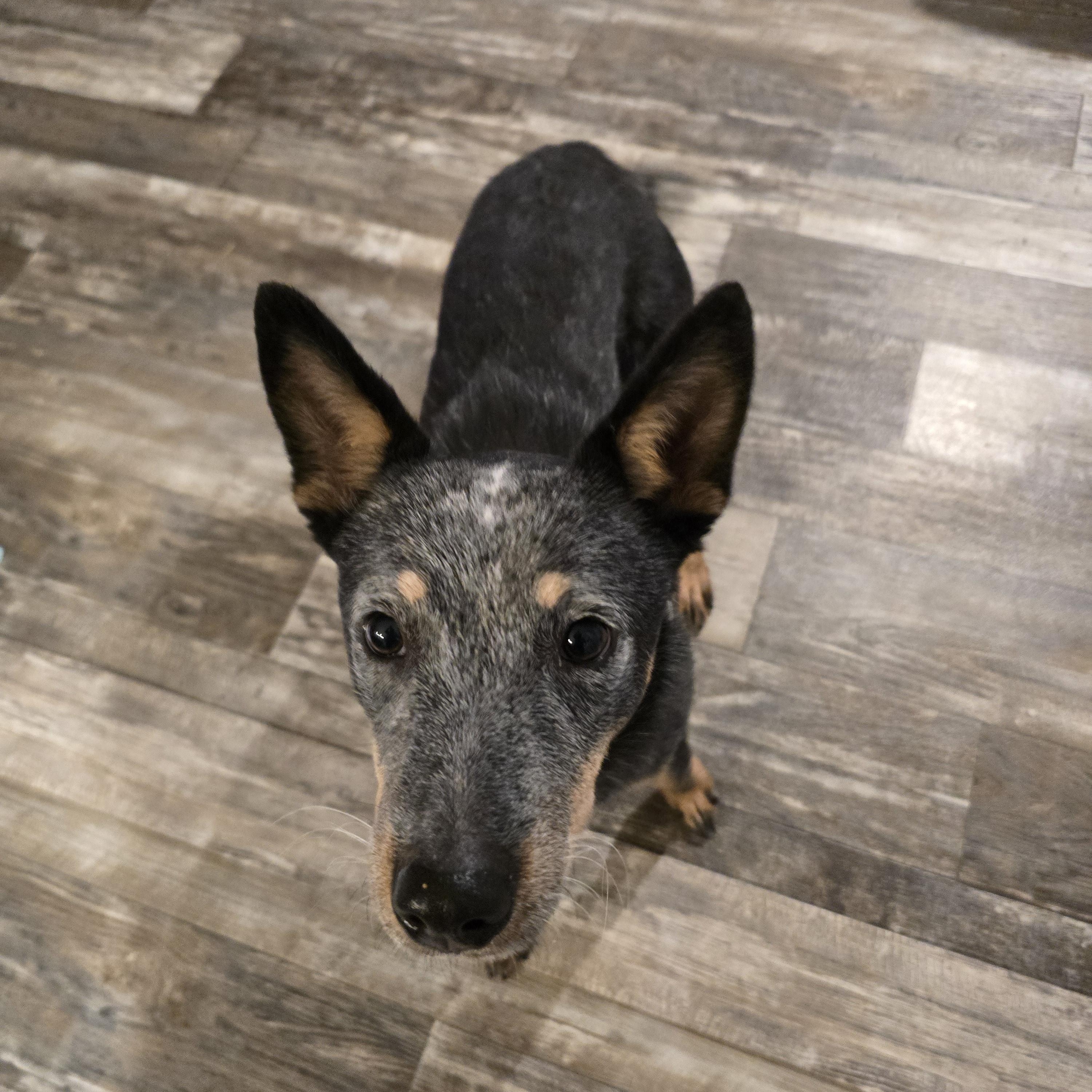 Enlarge Daphne Bridgerton, an adopted mixed breed in Luling, TX image 1/5