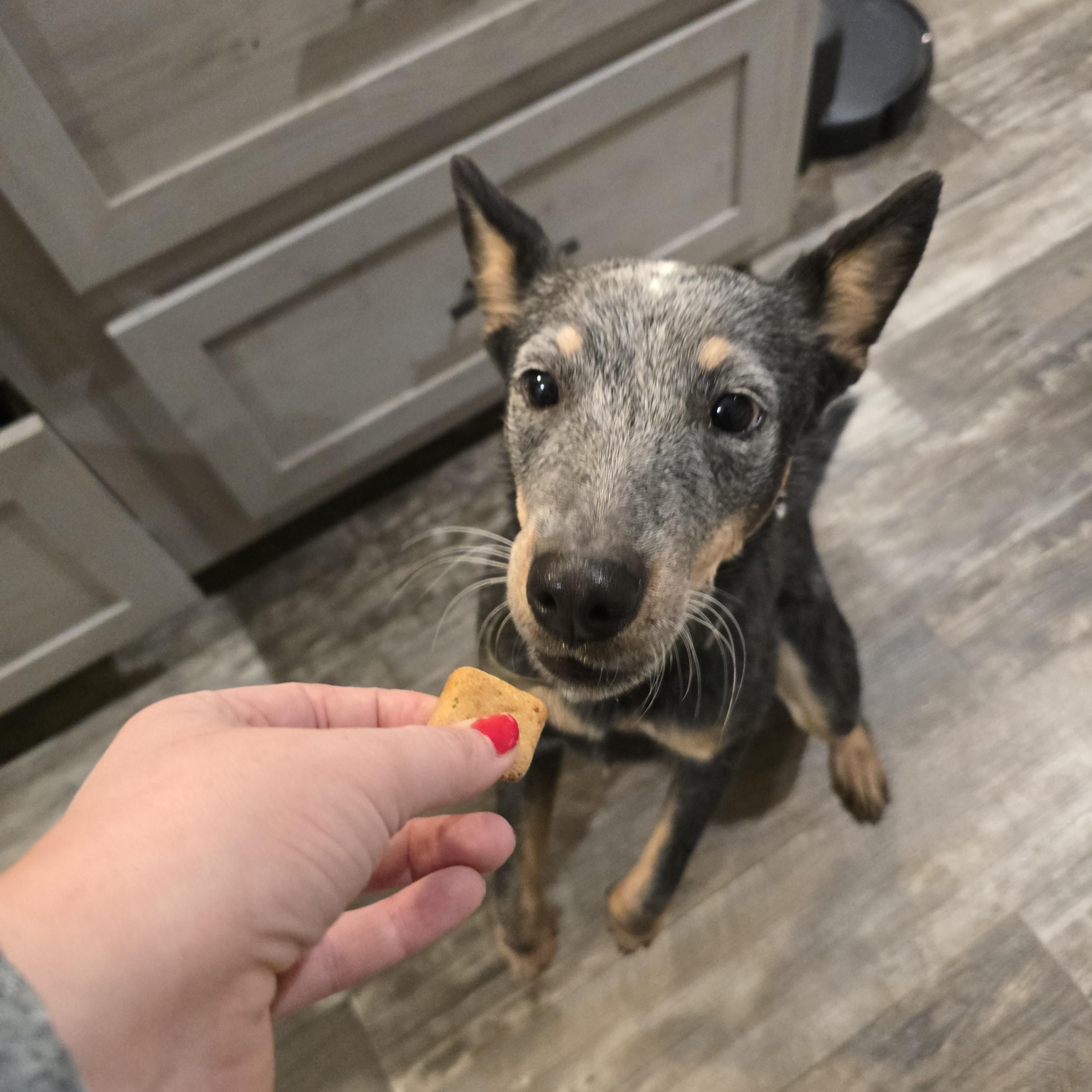 Enlarge Daphne Bridgerton, an adopted mixed breed in Luling, TX image 2/5