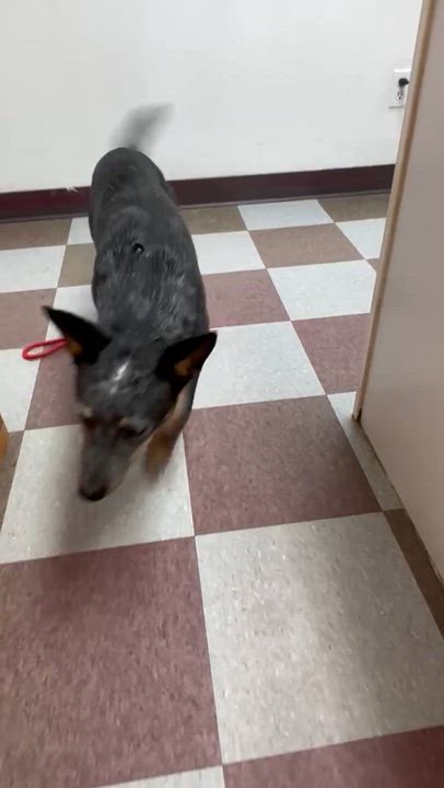 Enlarge Daphne Bridgerton, an adopted mixed breed in Luling, TX video 4/5