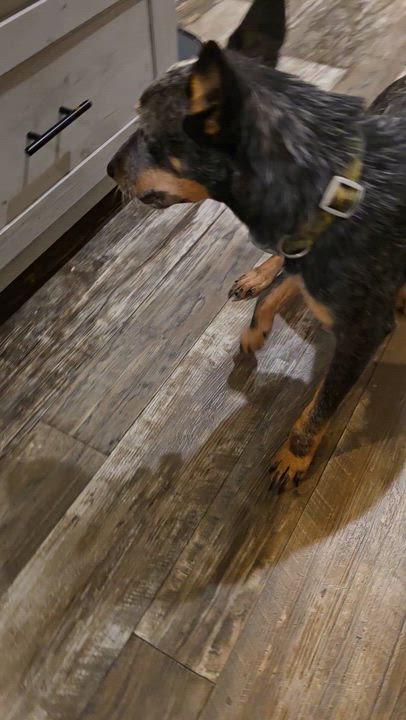 Enlarge Daphne Bridgerton, an adopted mixed breed in Luling, TX video 5/5