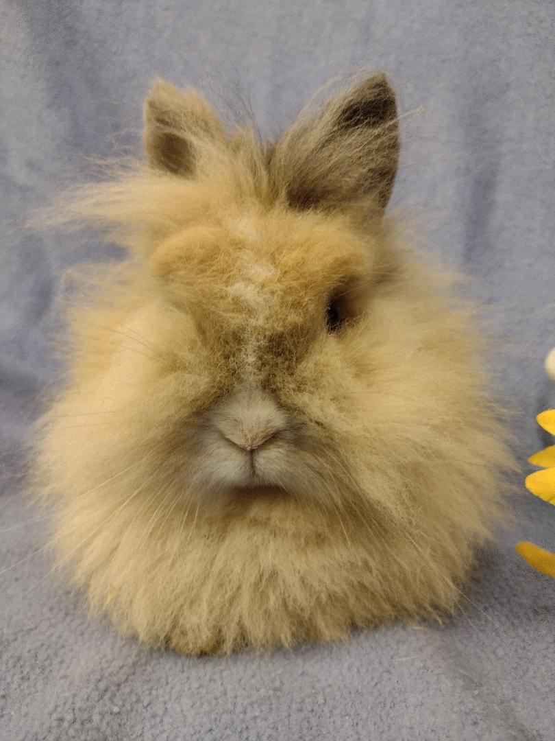 Rabbit for adoption - Mesody, a Lionhead in Plymouth, MI | Petfinder