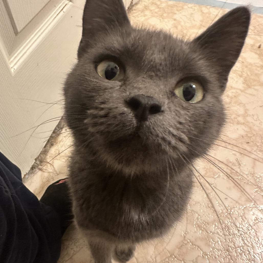 Enlarge Nautalee, a Adoptable Domestic Short Hair in Spanish Fork, UT image 1/5