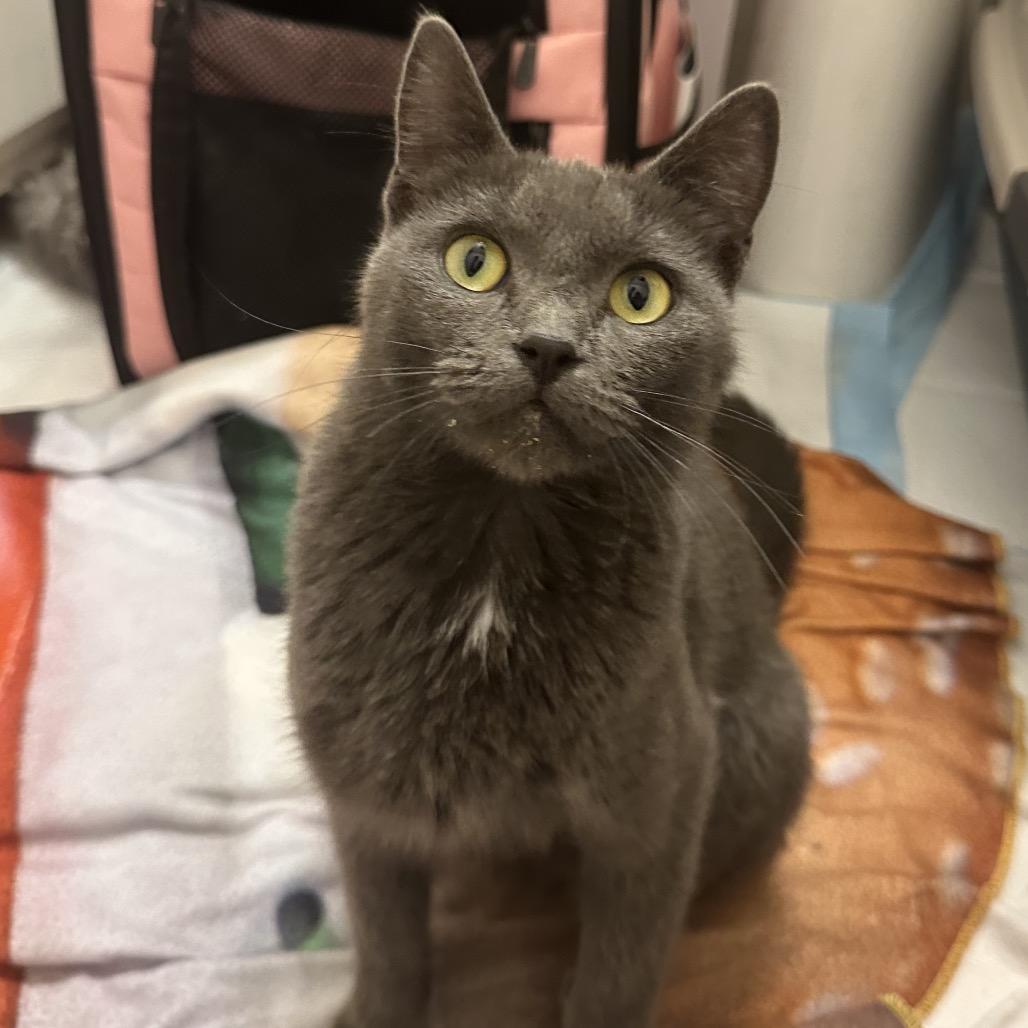 Enlarge Nautalee, a Adoptable Domestic Short Hair in Spanish Fork, UT image 2/5