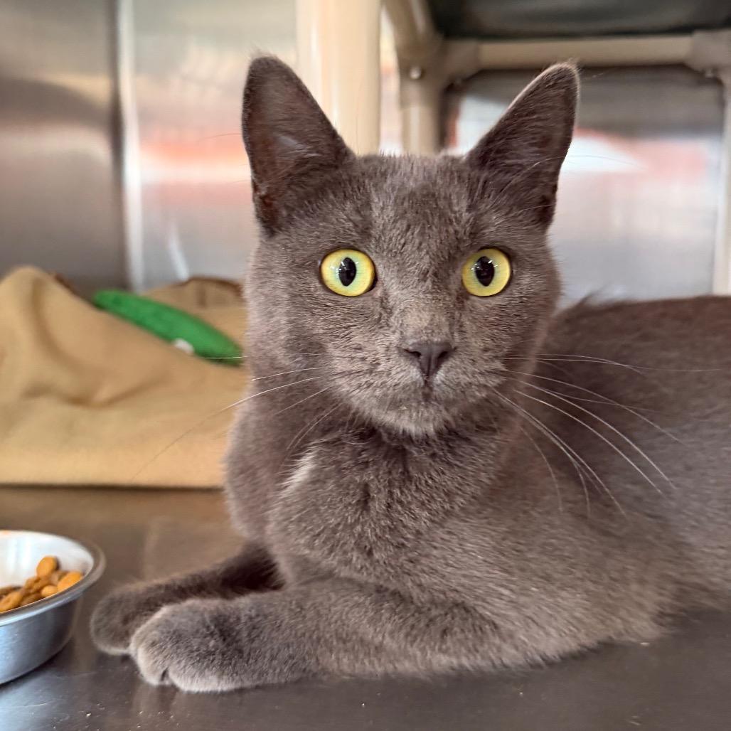 Enlarge Nautalee, a Adoptable Domestic Short Hair in Spanish Fork, UT image 3/5
