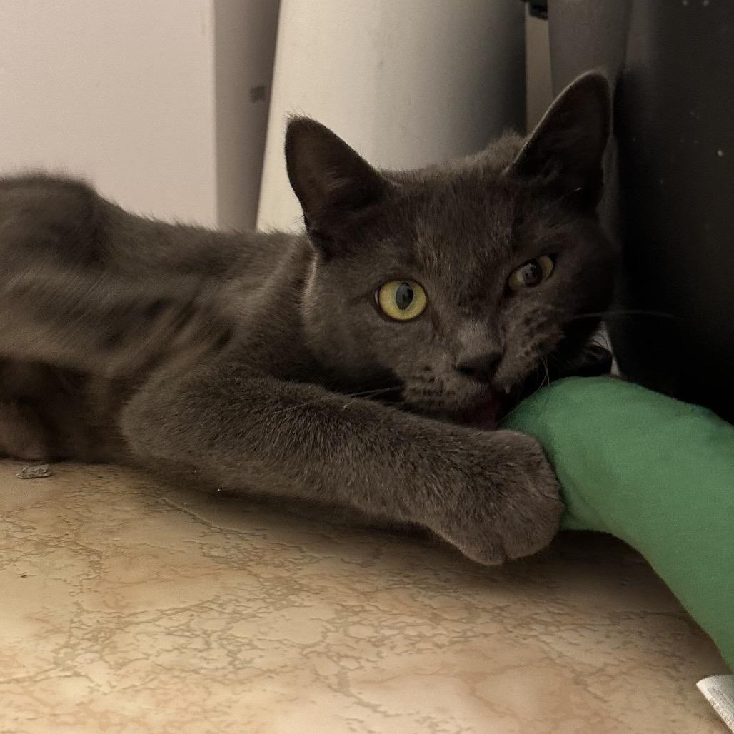 Enlarge Nautalee, a Adoptable Domestic Short Hair in Spanish Fork, UT image 4/5