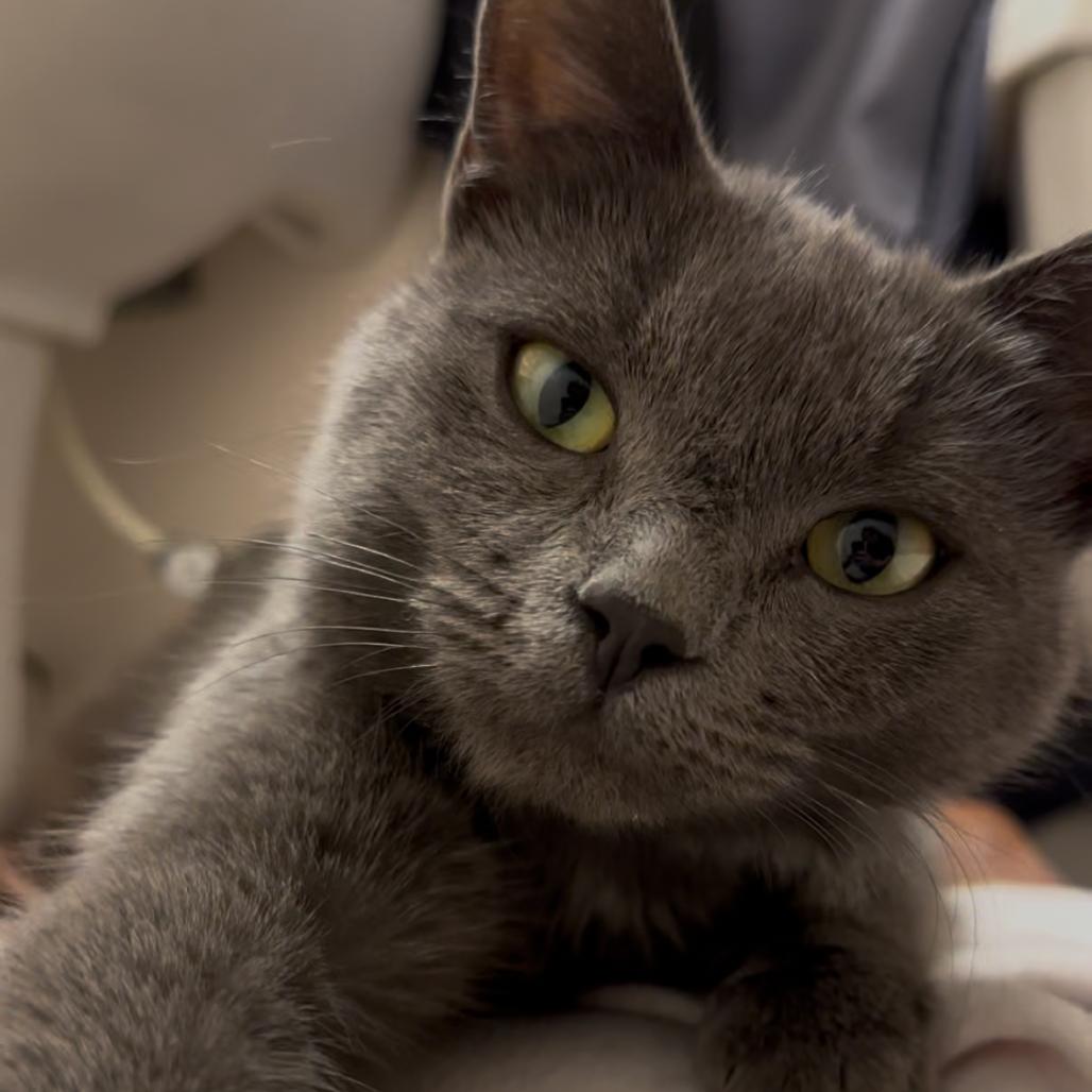 Enlarge Nautalee, a Adoptable Domestic Short Hair in Spanish Fork, UT image 5/5