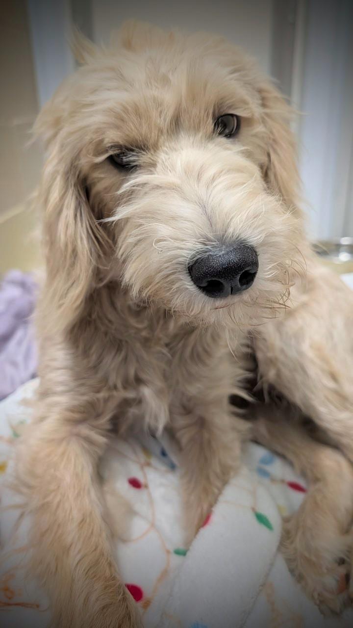 Evilyn, Adopted, Young Female Goldendoodle.