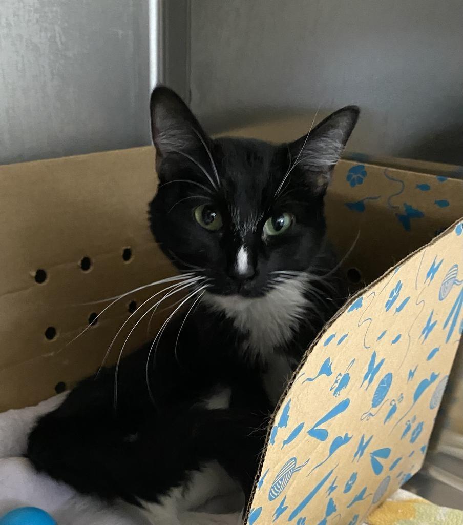 Jasmin, Adoptable, Adult Female Domestic Short Hair.