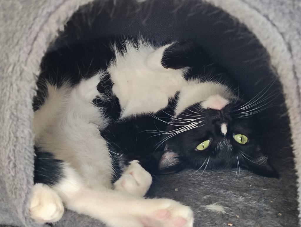 Jasmin, a Adoptable mixed breed in Mena, AR image 2/2