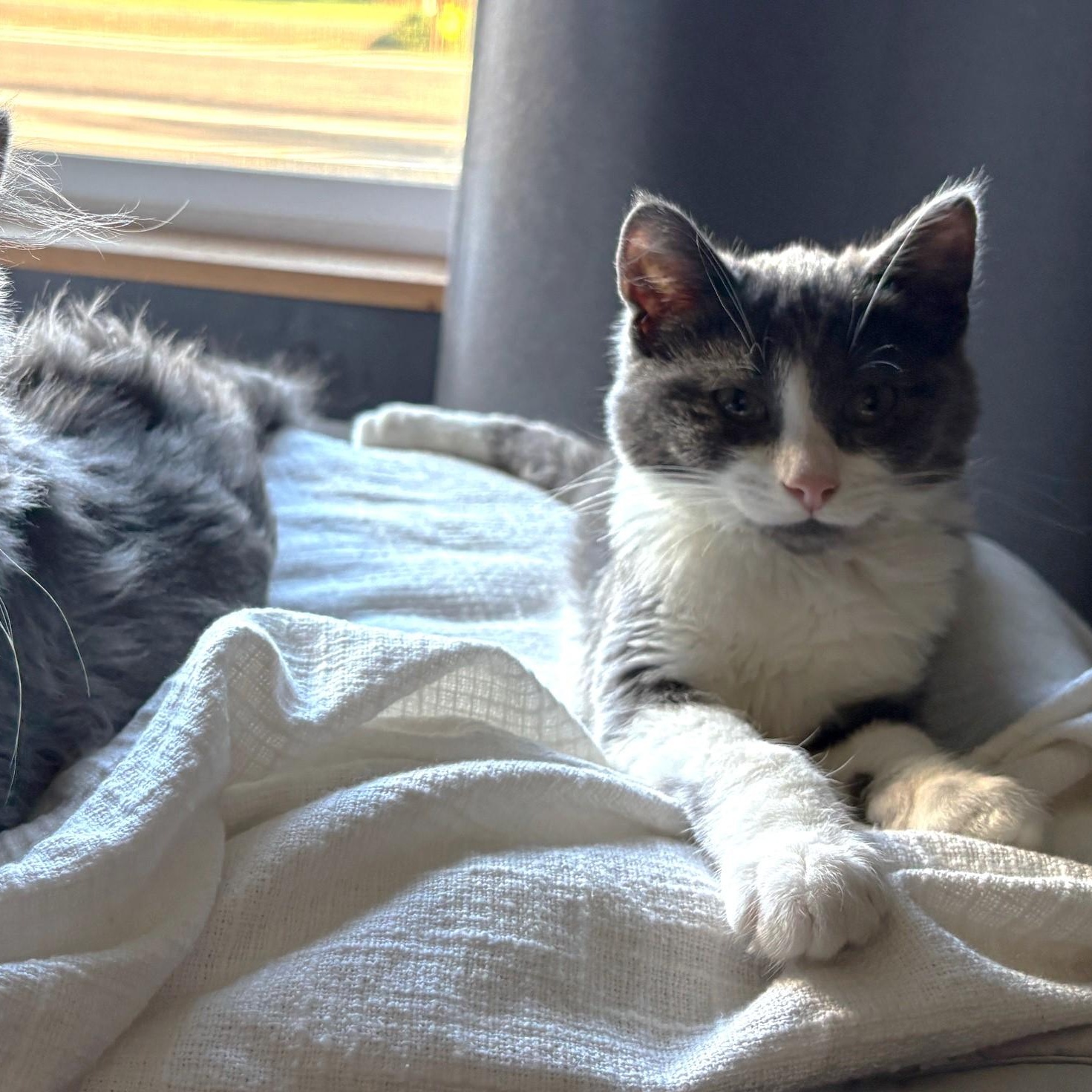 Enlarge Brutus - A Love Bug, a Adoptable mixed breed in Hoquiam, WA image 2/4